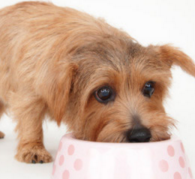 �i�`�������h�b�O�t�[�h